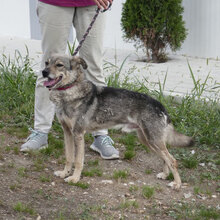 PADDINGTON, Hund, Mischlingshund in Bulgarien - Bild 28