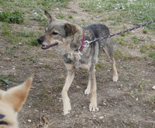 PADDINGTON, Hund, Mischlingshund in Bulgarien - Bild 29