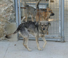 PADDINGTON, Hund, Mischlingshund in Bulgarien - Bild 3