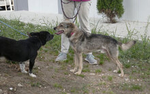 PADDINGTON, Hund, Mischlingshund in Bulgarien - Bild 30