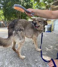 PADDINGTON, Hund, Mischlingshund in Bulgarien - Bild 31