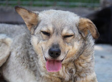 PADDINGTON, Hund, Mischlingshund in Bulgarien - Bild 33