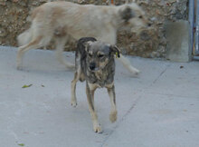 PADDINGTON, Hund, Mischlingshund in Bulgarien - Bild 4