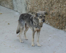 PADDINGTON, Hund, Mischlingshund in Bulgarien - Bild 5