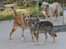 PADDINGTON, Hund, Mischlingshund in Bulgarien - Bild 6