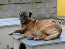 RICCA, Hund, Mischlingshund in Bulgarien - Bild 1