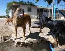 RICCA, Hund, Mischlingshund in Bulgarien - Bild 10