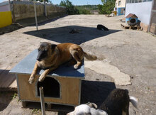 RICCA, Hund, Mischlingshund in Bulgarien - Bild 11