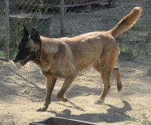 RICCA, Hund, Mischlingshund in Bulgarien - Bild 12