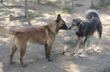 RICCA, Hund, Mischlingshund in Bulgarien - Bild 13