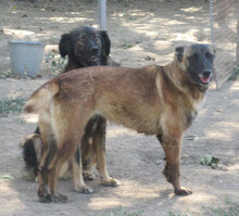 RICCA, Hund, Mischlingshund in Bulgarien - Bild 14
