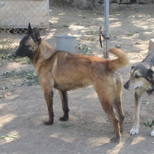 RICCA, Hund, Mischlingshund in Bulgarien - Bild 15