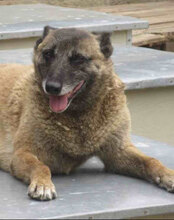 RICCA, Hund, Mischlingshund in Bulgarien - Bild 16
