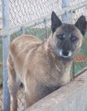RICCA, Hund, Mischlingshund in Bulgarien - Bild 18