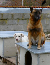 RICCA, Hund, Mischlingshund in Bulgarien - Bild 19