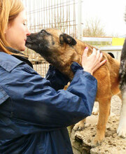 RICCA, Hund, Mischlingshund in Bulgarien - Bild 3