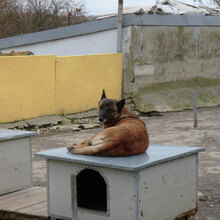 RICCA, Hund, Mischlingshund in Bulgarien - Bild 4
