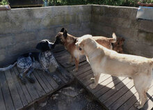 RICCA, Hund, Mischlingshund in Bulgarien - Bild 6