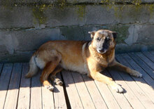 RICCA, Hund, Mischlingshund in Bulgarien - Bild 7