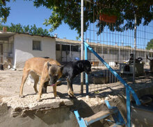RICCA, Hund, Mischlingshund in Bulgarien - Bild 9