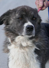 MENDI, Hund, Mischlingshund in Bulgarien - Bild 1
