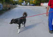 MENDI, Hund, Mischlingshund in Bulgarien - Bild 10
