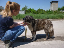 MENDI, Hund, Mischlingshund in Bulgarien - Bild 12
