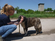 MENDI, Hund, Mischlingshund in Bulgarien - Bild 13
