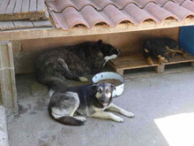 MENDI, Hund, Mischlingshund in Bulgarien - Bild 14
