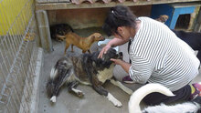MENDI, Hund, Mischlingshund in Bulgarien - Bild 15