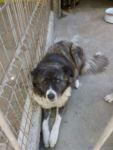 MENDI, Hund, Mischlingshund in Bulgarien - Bild 16