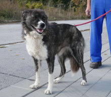 MENDI, Hund, Mischlingshund in Bulgarien - Bild 2