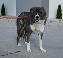 MENDI, Hund, Mischlingshund in Bulgarien - Bild 3
