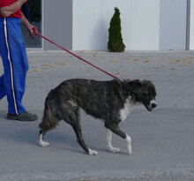 MENDI, Hund, Mischlingshund in Bulgarien - Bild 5