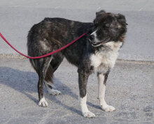 MENDI, Hund, Mischlingshund in Bulgarien - Bild 6