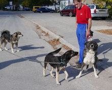 MENDI, Hund, Mischlingshund in Bulgarien - Bild 9