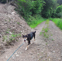 LEGO, Hund, Mischlingshund in Bonn - Bild 28