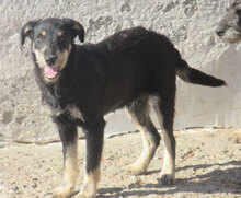 STAR, Hund, Mischlingshund in Bulgarien - Bild 1