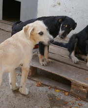 STAR, Hund, Mischlingshund in Bulgarien - Bild 10