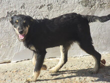 STAR, Hund, Mischlingshund in Bulgarien - Bild 2