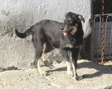 STAR, Hund, Mischlingshund in Bulgarien - Bild 3