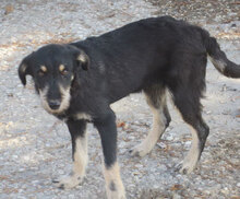 STAR, Hund, Mischlingshund in Bulgarien - Bild 4
