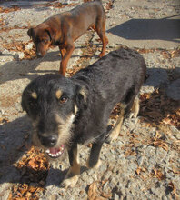 STAR, Hund, Mischlingshund in Bulgarien - Bild 5