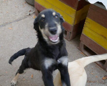 STAR, Hund, Mischlingshund in Bulgarien - Bild 9