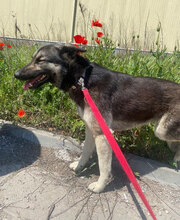 TONI, Hund, Deutscher Schäferhund-Mix in Bulgarien - Bild 12