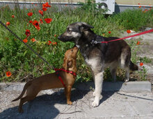 TONI, Hund, Deutscher Schäferhund-Mix in Bulgarien - Bild 13
