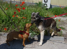 TONI, Hund, Deutscher Schäferhund-Mix in Bulgarien - Bild 14