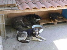 TONI, Hund, Deutscher Schäferhund-Mix in Bulgarien - Bild 16