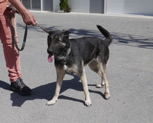 TONI, Hund, Deutscher Schäferhund-Mix in Bulgarien - Bild 18