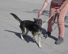 TONI, Hund, Deutscher Schäferhund-Mix in Bulgarien - Bild 19